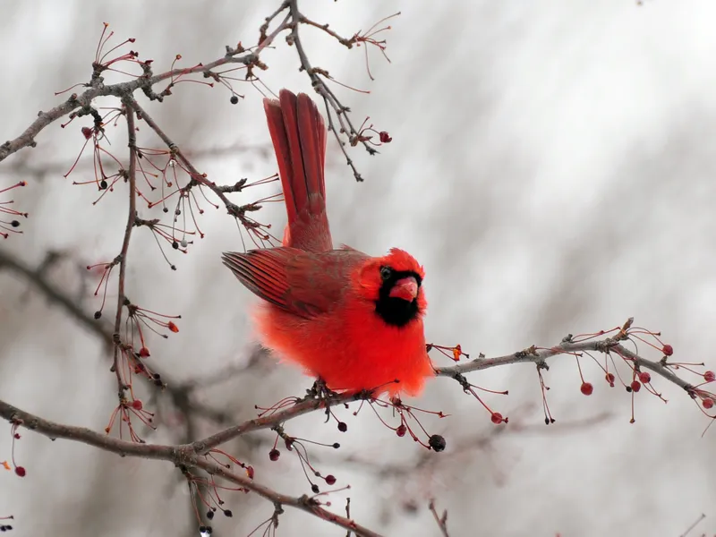 Two Cardinals battle with one another constantly and this day was no ...