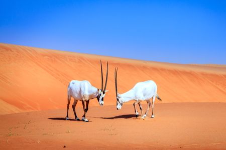 Arabian oryx at the Dubai Desert Conservation Reserve.