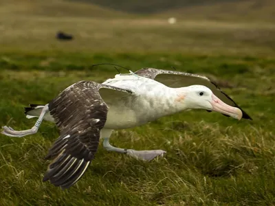 A wandering albatross (Diomedea exulans) taking off for flight, carrying a GPS tracker that can detect radar emitted from ships.