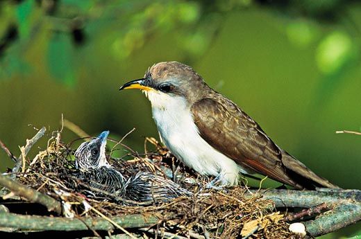 yellow-billed cuckoo