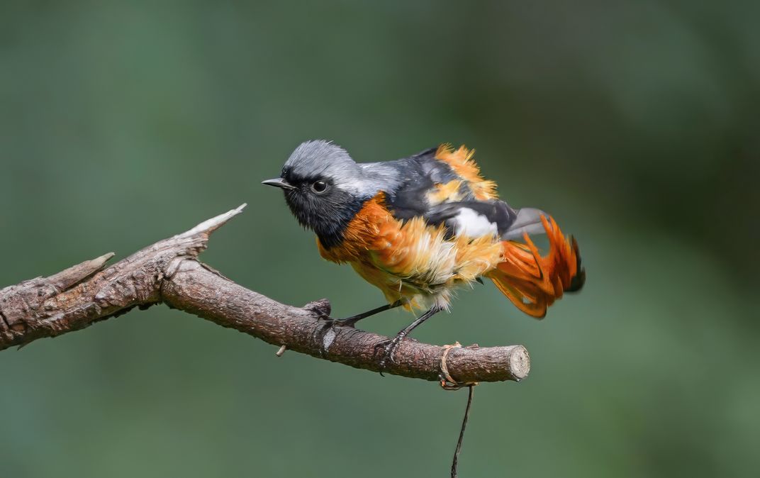 Demonstrating birds | Smithsonian Photo Contest | Smithsonian Magazine