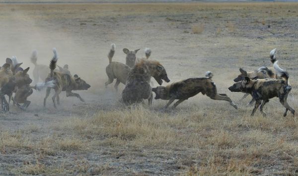 African wild dogs discouraging hyena stalker thumbnail