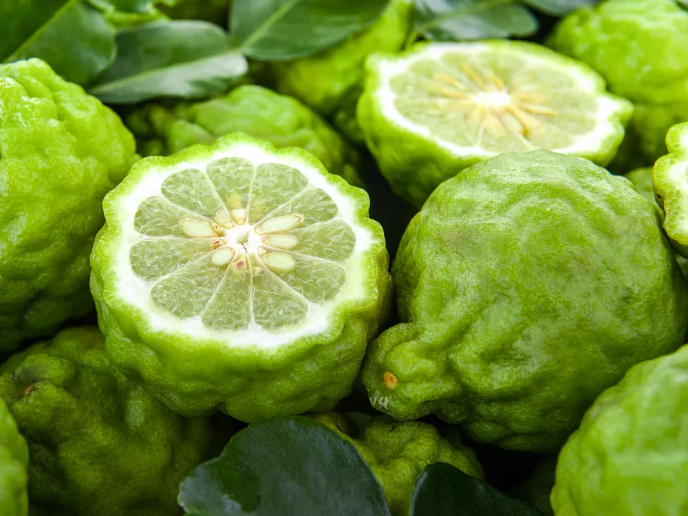 bergamot fruits, looking like wrinkled limes