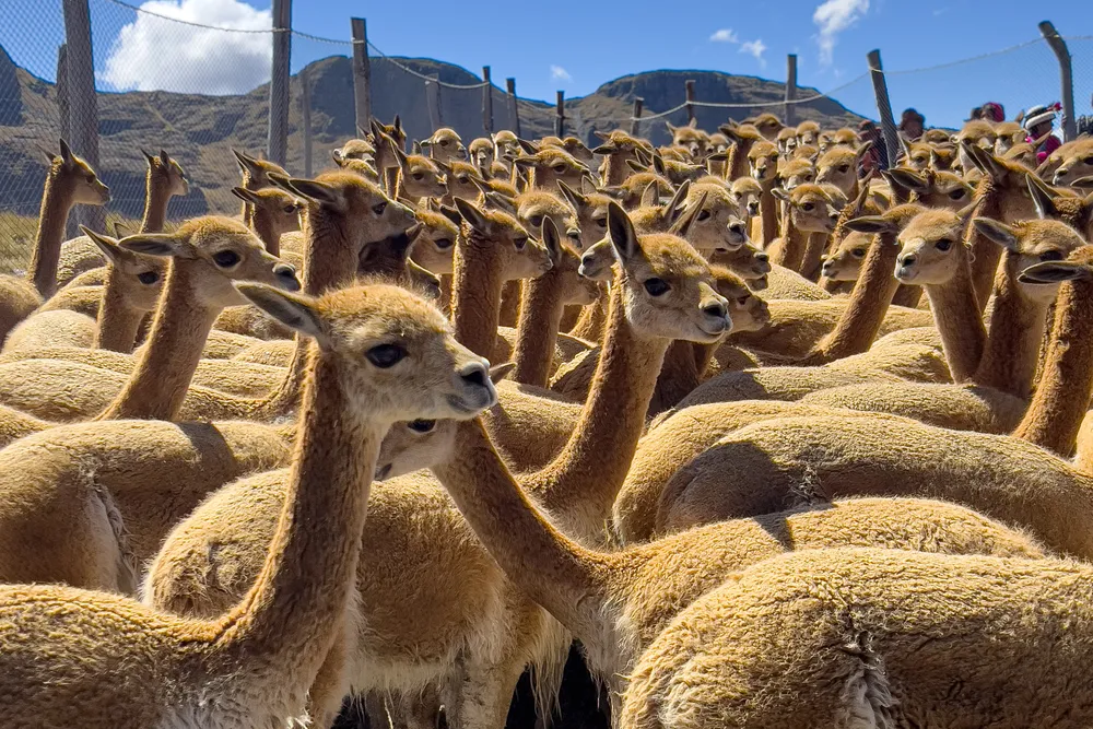 vicuñas in Peru