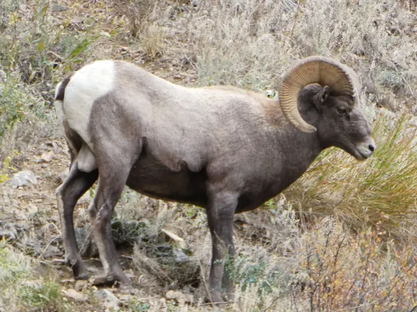 Bighorn Sheep, Colorado thumbnail