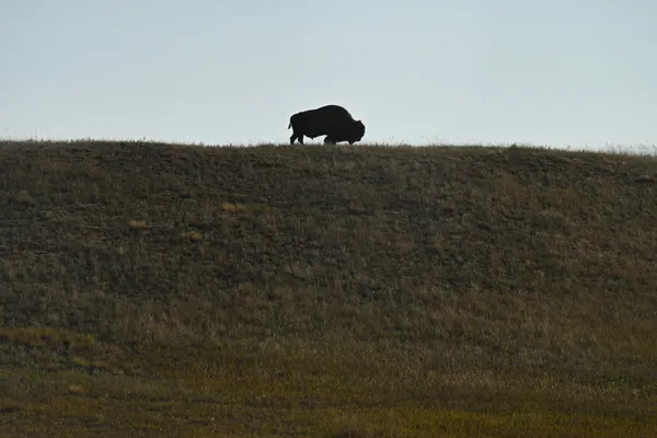 Bison on ridge, Badlands National Park thumbnail