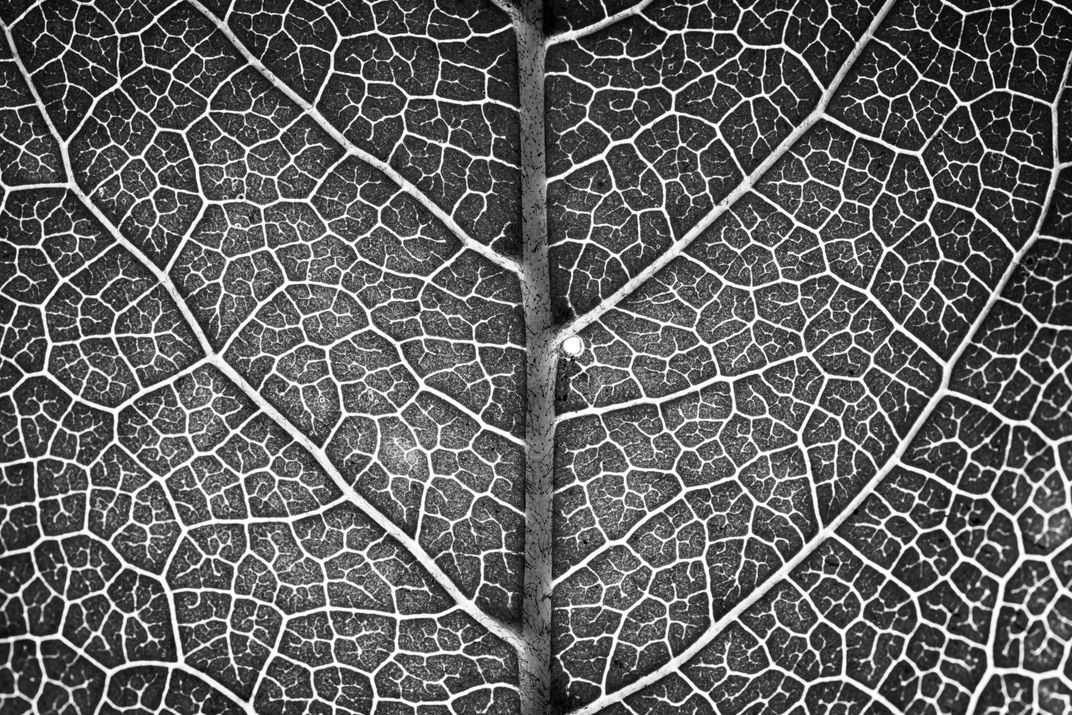 Trees Within Trees | Smithsonian Photo Contest | Smithsonian Magazine
