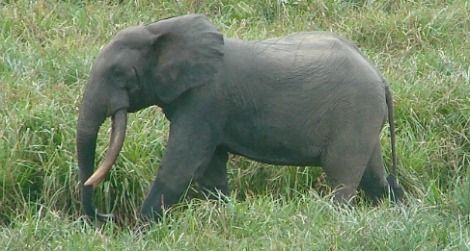 A bull male forest elephant in Gabon