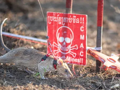 Super-Sniffing Rat Sets a New World Record for Discovering Deadly Land Mines—and He's Just Getting Started image