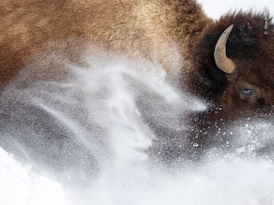 A bison runs amid the snow in Yellowstone National Park.