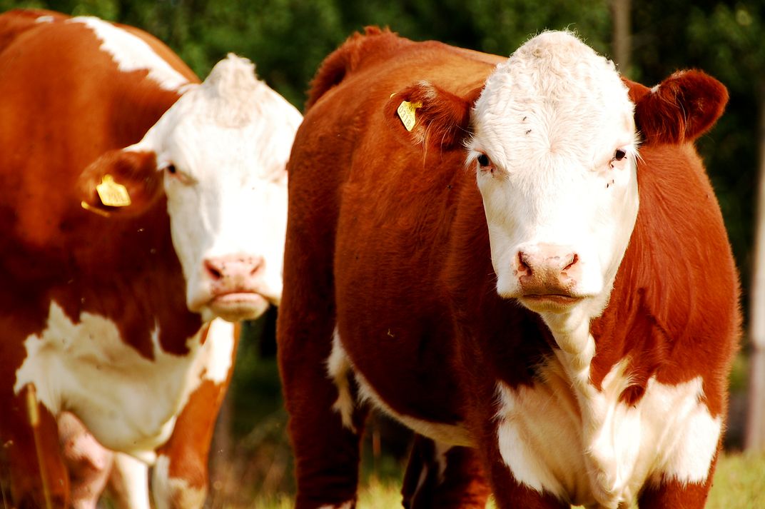 A face-off with Swedish milk cows in Norrbotten | Smithsonian Photo ...