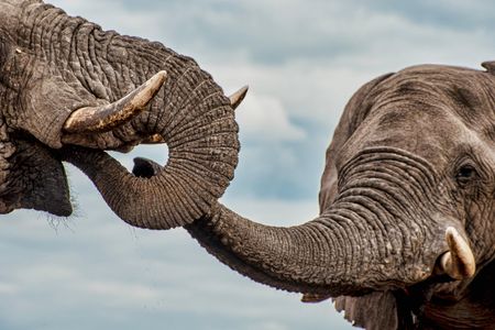 While Abe drinks, Willie approaches to place his trunk in Abe's mouth—a respectful ritual akin to kissing the ring of a Mafioso don.