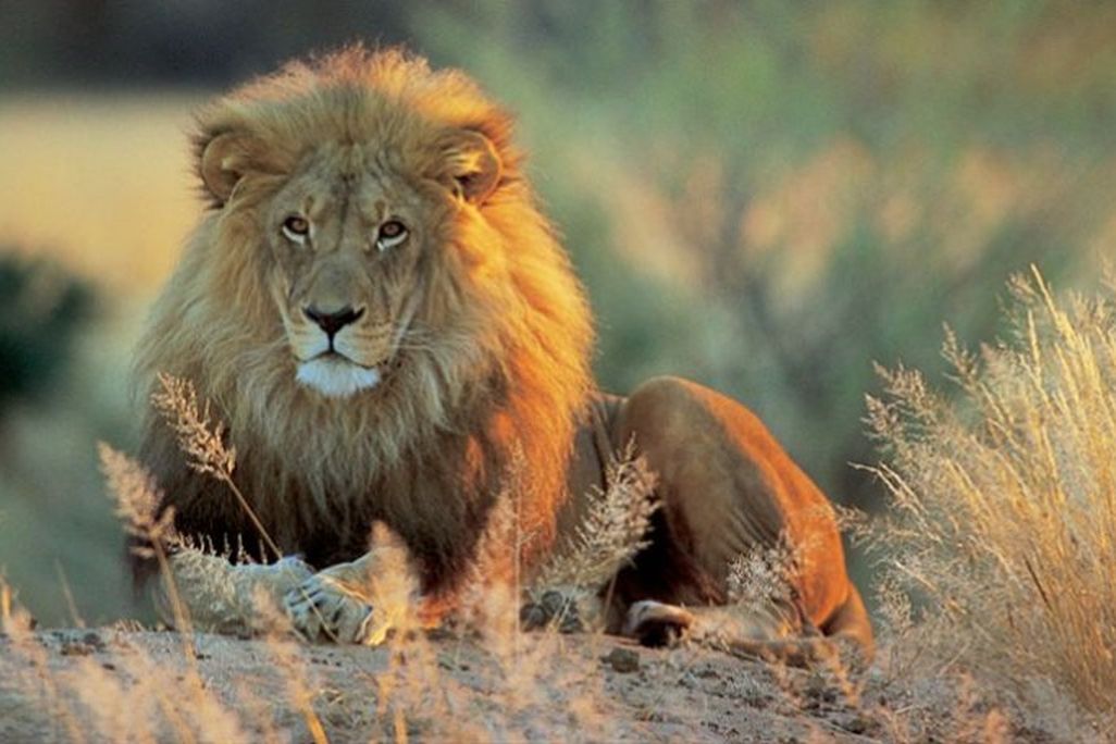 lion