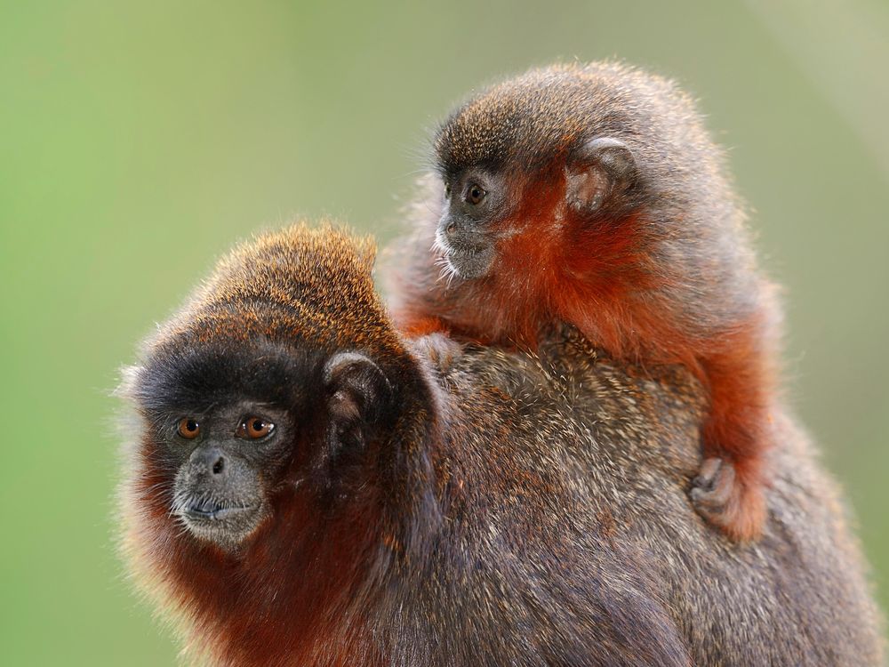 Red Titi Monkeys