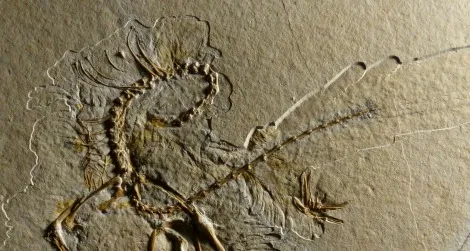 The 11th skeleton of Archaeopteryx