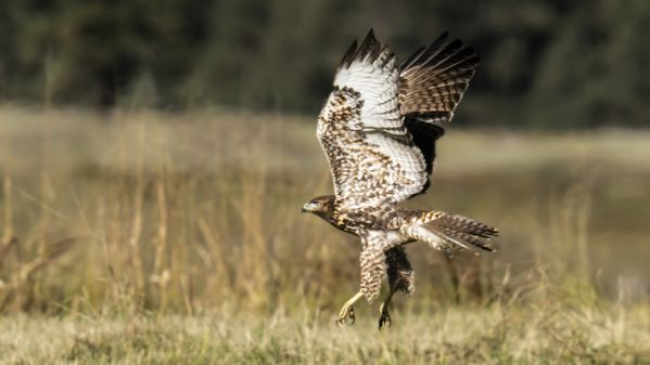 Red-tailed Hawk Attack thumbnail