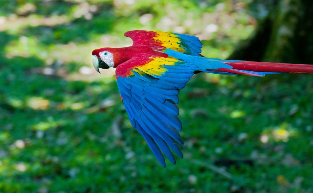 The scarlet macaw. Credit: Harvey Abernathey