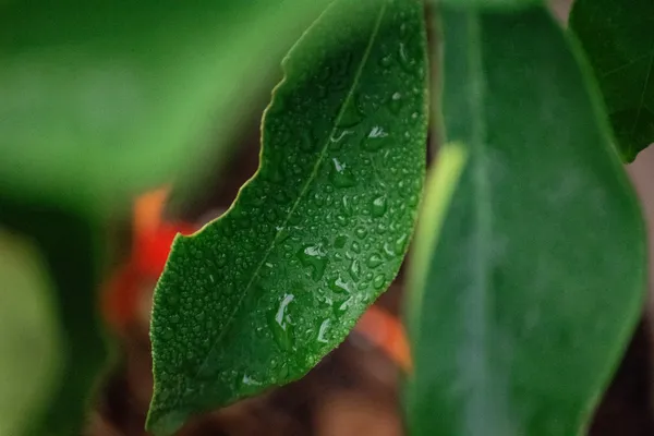 Orange tree leaf with water droplets. thumbnail