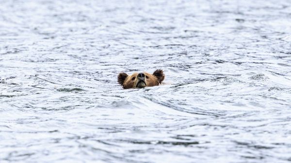 Coastal Grizzly bear swimming. thumbnail