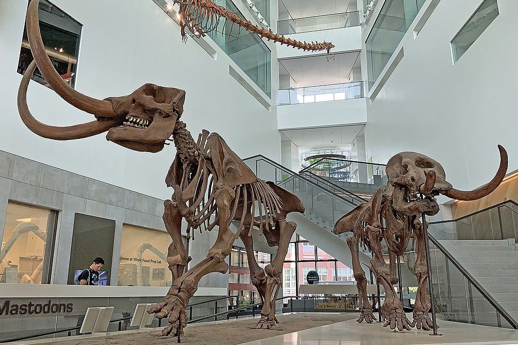 Mastodon skeletons