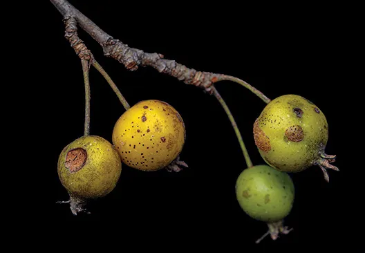 Close view of crabapples 