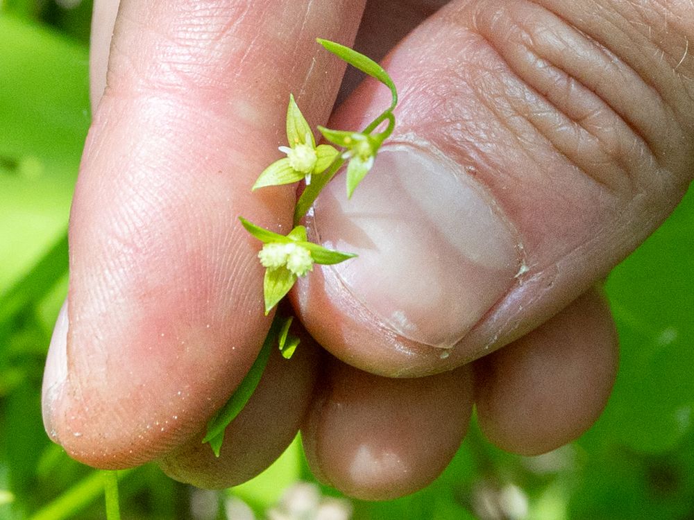 Close-up shot of a person's fingers holding a small green plant