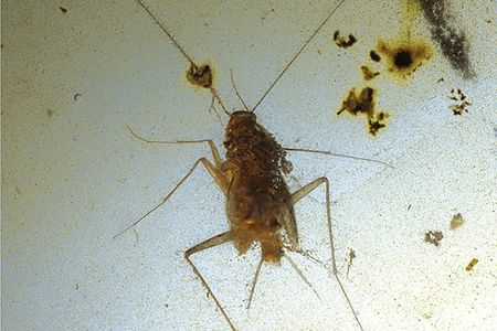 Mulleriblattina bowangi, a cockroach that lived in caves during the Cretaceous
