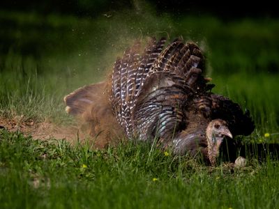 Regular dust bathing keeps the wild turkey's iridescent feathers in top condition. 