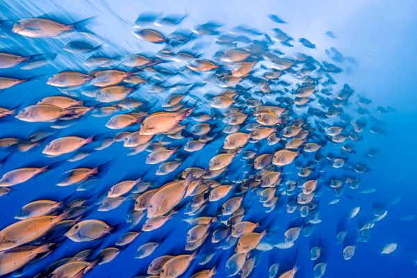 Harmony in Motion: Brown Surgeonfish Aggregation thumbnail