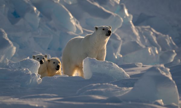 Mom Polar Bear Led the Way thumbnail