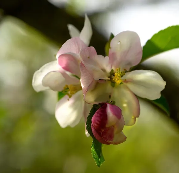 Spring Apple Blossom thumbnail