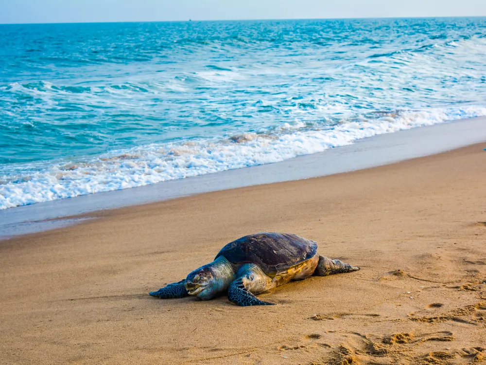 dead turtle on beach