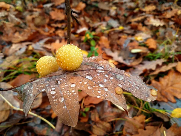 The miracle of rain drops thumbnail