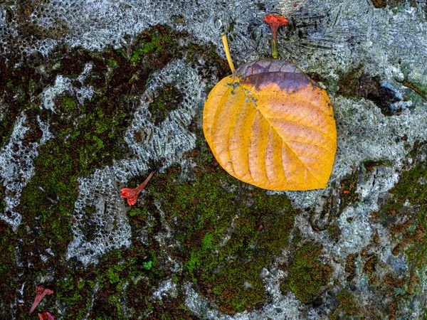 Fallen Beauties thumbnail