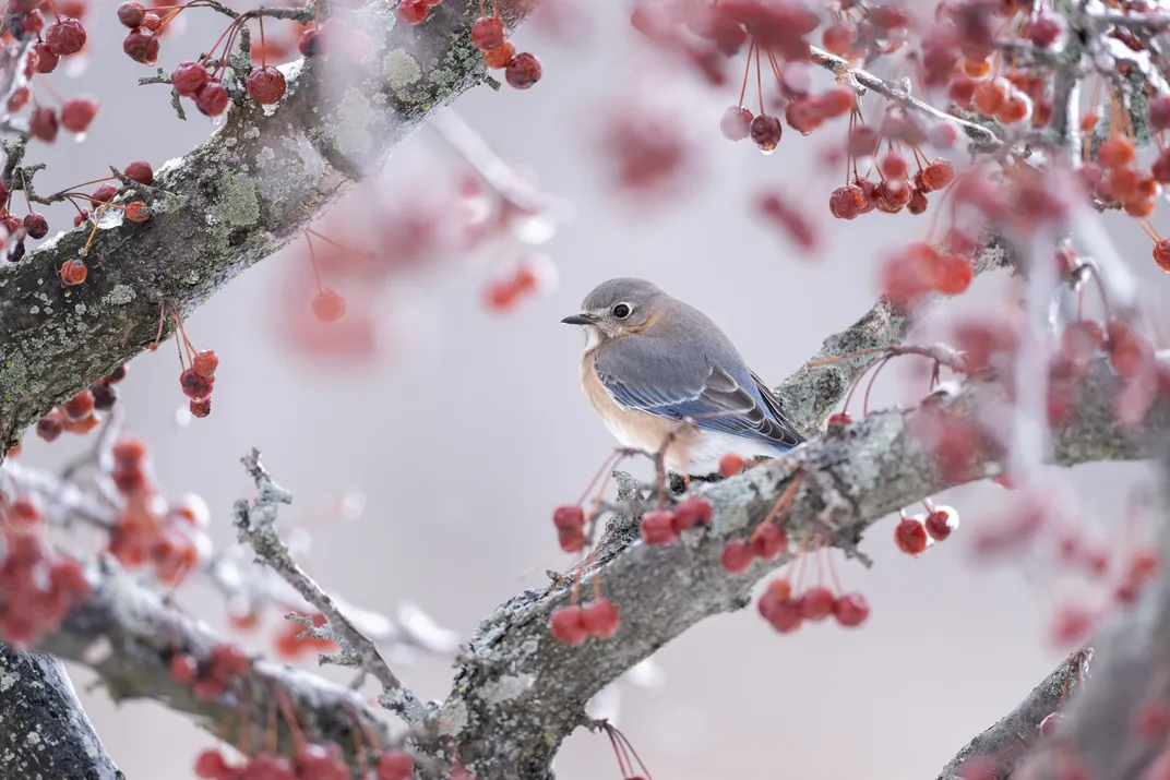 A female Eastern Bluebird sits in the middle of the frame in profile and facing left, its softly colored blue back and rusty belly looking almost frosty. Surrounding the bird and filling the frame are branches and red berries covered in a layer of ice.