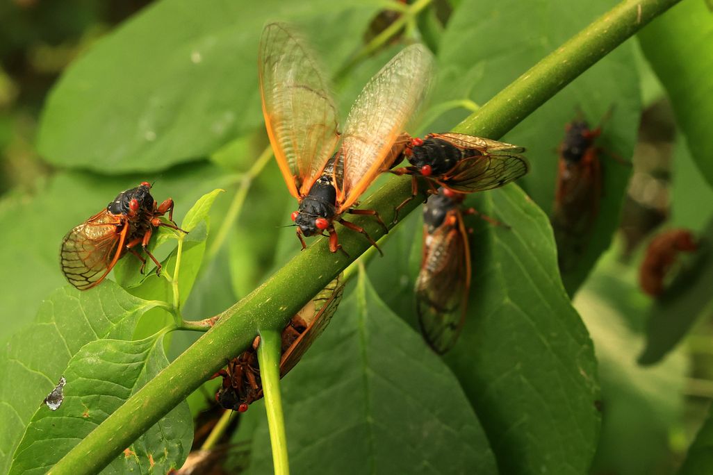 Many periodical cicadas sit on green leaves. One has its wings raised.