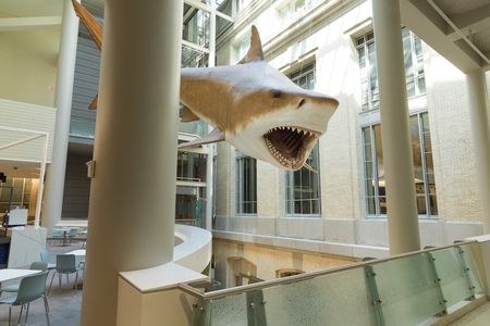 The Smithsonian National Museum of Natural History’s megalodon model is a 52-foot-long female based on a set of teeth discovered in the Bone Valley Formation in Florida. (Smithsonian Institution)