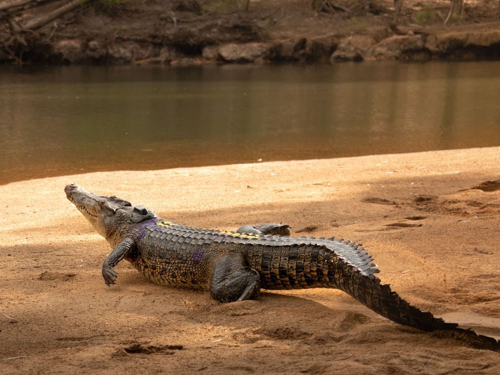 a crocodile on a beach with a small tracker on its upper back