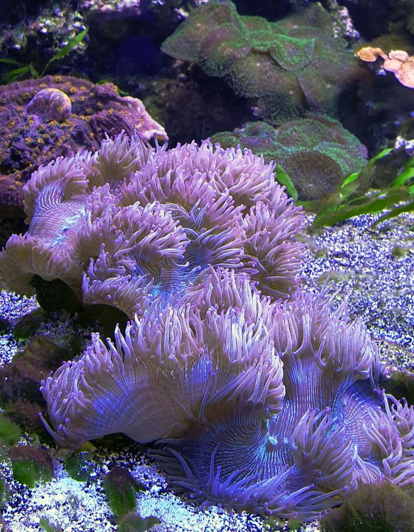 Pink sea anemones at the bottom of the Pacific Ocean thumbnail
