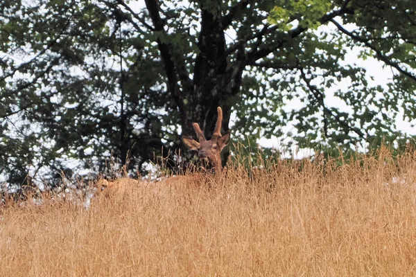Spike In Velvet thumbnail
