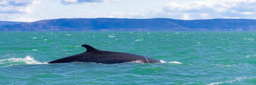 Whale watching off the Canadian coast