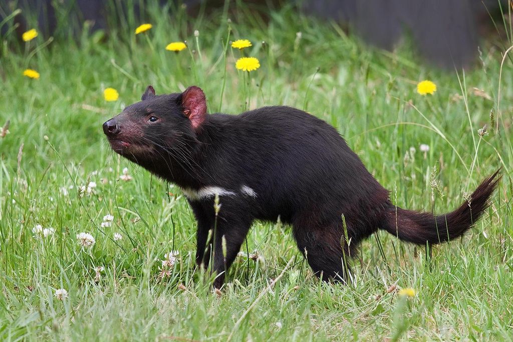 An image of a Tasmanian devil standing in a field of dandelions