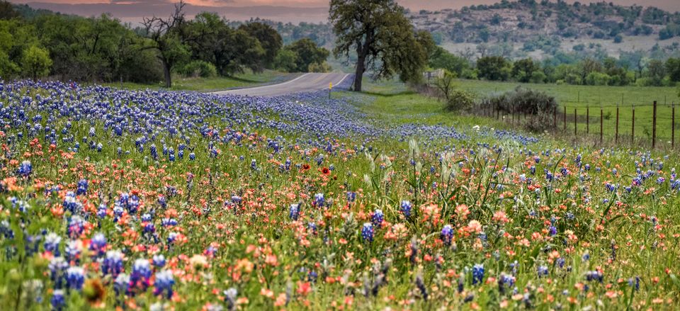  Texas Hill Country in bloom 