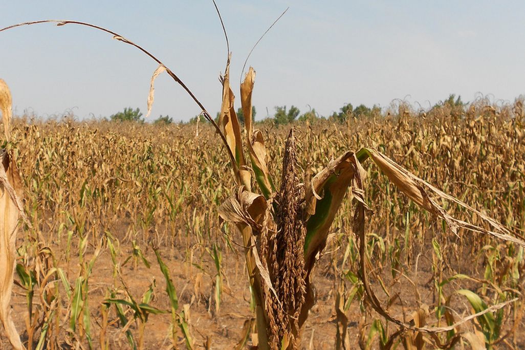 Drought in western Kentucky