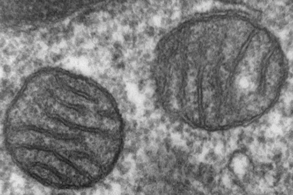 No, a Mitochondrial 'Eve' Is Not the First Female in a Species