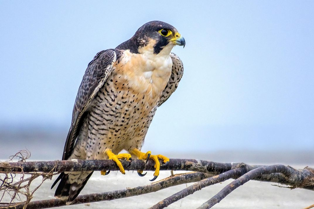 Falcon