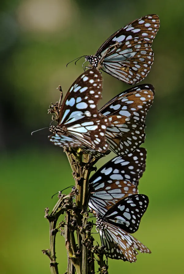 FLOCK OF BUTTERFLIES thumbnail