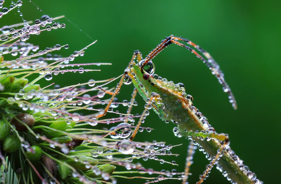 Dewy Insects | Smithsonian Photo Contest | Smithsonian Magazine