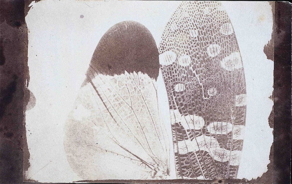 Insect wing micrograph