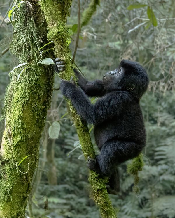 Gorilla Climb thumbnail